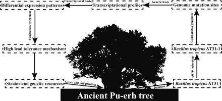 High lead-tolerant mutant Bacillus tropicus AT31-1 from rhizosphere soil of Pu-erh and its remediation mechanism