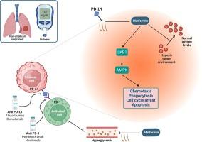 The prognostic significance of diabetes in non-small cell lung cancer patients treated with immune checkpoint inhibitors: A meta-analysis