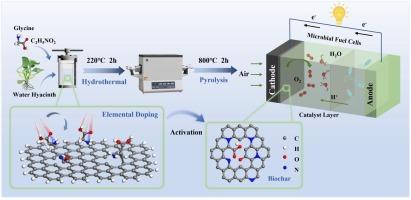 Hydrothermal-mediated in-situ nitrogen doping to prepare biochar for enhancing oxygen reduction reactions in microbial fuel cells