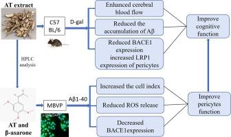 Acorus tatarinowii alleviates D-galactose-induced Alzheimer’s-like disease cognitive impairment and Aβ-induced pericytes dysfunction in mice