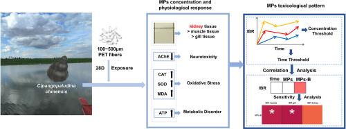 Bioaccumulation and biochemical impact of polyethylene terephthalate microplastics in Cipangopaludina chinensis: Tissue-specific analysis and homeostasis disruption