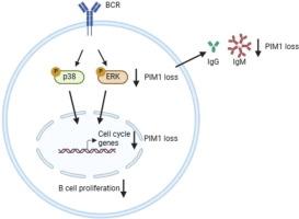 Pim1 is Critical in T-cell-independent B-cell Response and MAPK Activation in B Cells