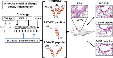 Secretoglobin 3A2 peptides have therapeutic potential for allergic airway inflammation