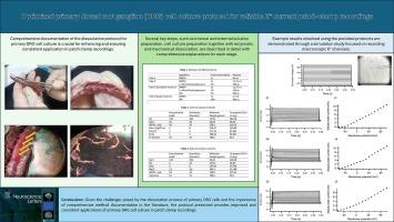 Optimized primary dorsal root ganglion cell culture protocol for reliable K+ current patch-clamp recordings