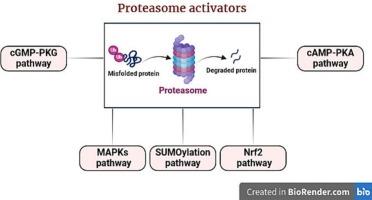 Recent pharmacological insights on abating toxic protein species burden in neurological disorders: Emphasis on 26S proteasome activation