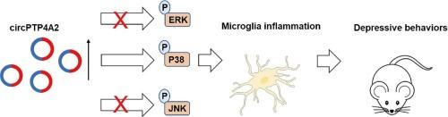 Silencing of circular RNA PTP4A2 ameliorates depressive-like behaviors by inhibiting microglia activation in mice