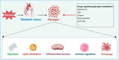 Role of glycogen in cardiac metabolic stress