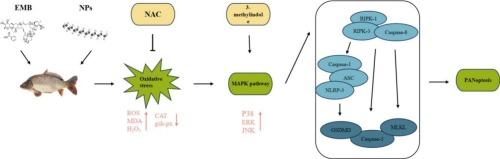 Emamectin benzoate and nanoplastics induce PANoptosis of common carp (Cyprinus carpio) gill through MAPK pathway