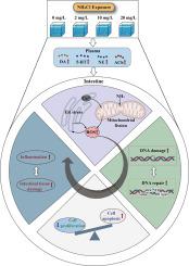 Mechanisms of intestinal DNA damage and inflammation induced by ammonia nitrogen exposure in Litopenaeus vannamei