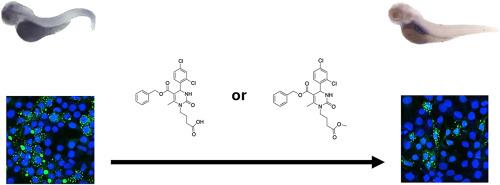 Assays to measure small molecule Hsp70 agonist activity in vitro and in vivo