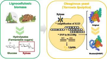 Engineering and evolution of Yarrowia lipolytica for producing lipids from lignocellulosic hydrolysates