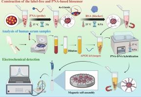 Label-free electrochemical biosensor with magnetic self-assembly constructed via PNA-DNA hybridization process on α-Fe2O3/Fe3O4 nanosheets for APOE ε4 genes ultrasensitive detection