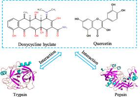 Study on the interaction mechanism of trypsin/pepsin-doxycycline hyclate-quercetin ternary system