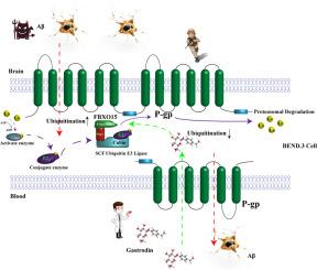 Gastrodin reduces Aβ brain levels in an Alzheimer's disease mouse model by inhibiting P-glycoprotein ubiquitination