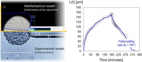 A bi-component model to assess the rheology of soft cellular aggregates probed using the micropipette aspiration technique