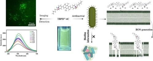 A cationic AIE luminutesogen TBPD2+-6C as a potential bacterial detection agent and bactericide for plants bacterium