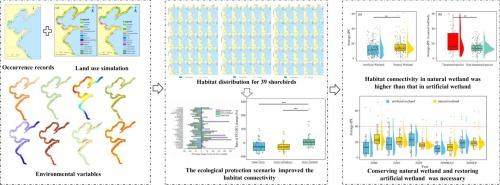 Land use-driven shifts in shorebird habitat connectivity along the Yellow and Bohai Sea coasts: Dynamics and scenario predictions