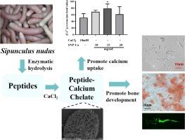 Preparation and characterization of Sipunculus nudus peptide-calcium chelate: Structural insights and osteogenic bioactivity assessment