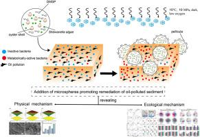 A baroduric immobilized composite material promoting remediation of oil-polluted sediment at typical deep-sea condition: The performances and potential mechanisms