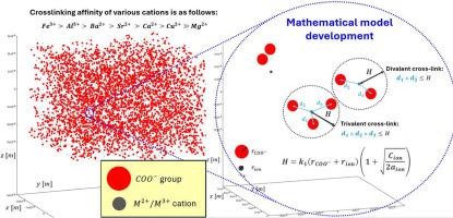 The role of multivalent cations in determining the cross-linking affinity of alginate hydrogels: A combined experimental and modeling study