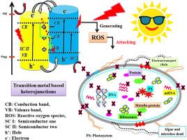 Recent advances in transition metal-based photocatalytic heterojunctions for algal inhibition and water disinfection: A review