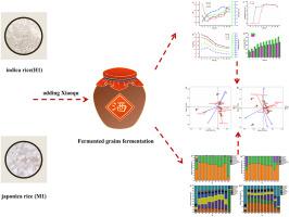 Study on the relationship between microbial community succession and physicochemical factors in the fermentation of rice-flavor Baijiu based on high-throughput and redundancy analysis techniques