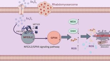 Targeting NFE2L2/GPX4 signaling pathway: Therapeutic potential of arsenic sulfide-induced ferroptosis in combating rhabdomyosarcoma