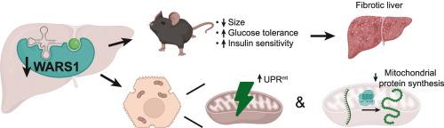 Wars1 downregulation in hepatocytes induces mitochondrial stress and disrupts metabolic homeostasis