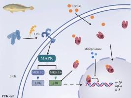 Cortisol suppresses lipopolysaccharide-induced in vitro inflammatory response of large yellow croaker (Larimichthys crocea) via the glucocorticoid receptor and p38 mitogen-activated protein kinase pathways