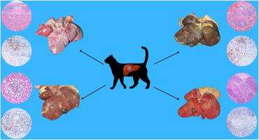 Anatomopathological characterization of hepatic lesions of feline infectious peritonitis in cats