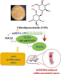 Anti-proliferation effect of chitooligosaccharide on colitis-associated cancer in mice: Possible involvement of miRNA-155/TLR4/Reg3g pathway