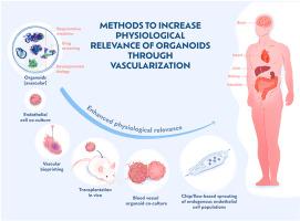 Engineering next generation vascularized organoids