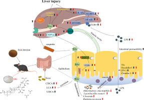 Diammonium glycyrrhizinate alleviates iron overload-induced liver injury in mice via regulating the gut-liver axis