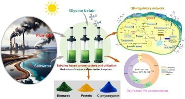 Enhancing lead tolerance in spirulina using glycine betaine under high CO2 and salinity for sustainable carbon capture