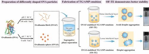 Novel food-grade water-in-water emulsion fabricated by amylopectin and tara gum: Property evaluation and stability analysis