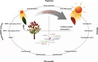 Light intensity plays the key role in the regulation of leaf color, anthocyanin and polyphenol profiles, as well as antioxidant activity of Photinia × fraseri leaves