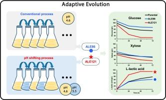 pH shifting adaptive evolution stimulates the low pH tolerance of Pediococcus acidilactici and high L-lactic acid fermentation efficiency