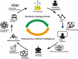 A comprehensive review on the application of neural network model in microbial fermentation