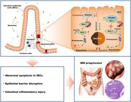 PHLDA1 protects intestinal barrier function via restricting intestinal epithelial cells apoptosis in inflammatory bowel disease