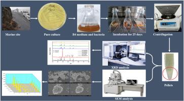 Isolation and characterization of ureolytic calcifying bacteria from methane hydrate-bearing marine sediments for bio-cementation application