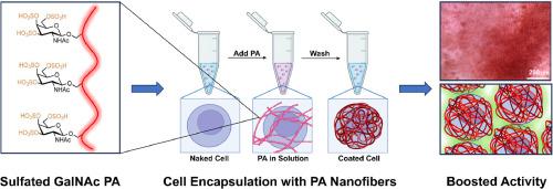 Boosting chondrocyte bioactivity with ultra-sulfated glycopeptide supramolecular polymers