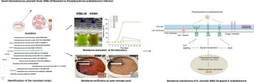 Identification and characterization of a novel Haematococcus pluvialis strain resistant to Paraphysoderma sedebokerense infection