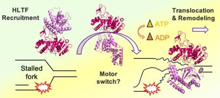 Computational study of the HLTF ATPase remodeling domain suggests its activity on dsDNA and implications in damage tolerance