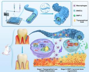 Hierarchically structured nanofibrous scaffolds spatiotemporally mediate the osteoimmune micro-environment and promote osteogenesis for periodontitis-related alveolar bone regeneration