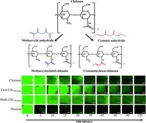 Functionalisation of chitosan with methacryloyl and crotonoyl groups as a strategy to enhance its mucoadhesive properties