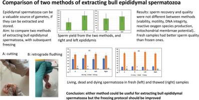 Comparison of two methods of extracting bull epididymal spermatozoa