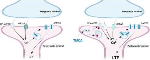 3,4,5-trimethoxycinnamic acid methyl ester isolated from Polygala tenuifolia enhances hippocampal LTP through PKA and calcium-permeable AMPA receptor