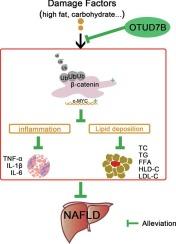 OTUD7B inhibited hepatic injury from NAFLD by inhibiting K48-linked ubiquitination and degradation of β-catenin