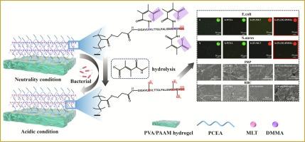 Antimicrobial peptide-based pH-responsive Polyvinyl alcohol hydrogel artificial vascular grafts with excellent antimicrobial and hematologic compatibility