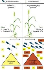 The diazotrophic bacteria Azospirillum baldaniorum and A. brasilense improve wheat seedlings' nitrogen budget through ammonia scavenging